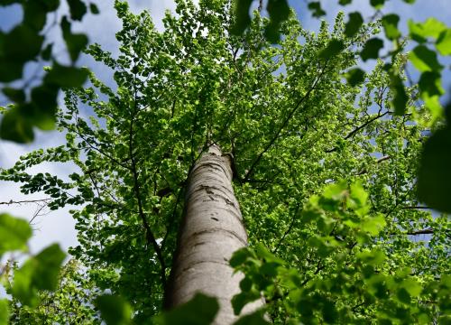 Miejski Szlak Spacerowy na Łyskę