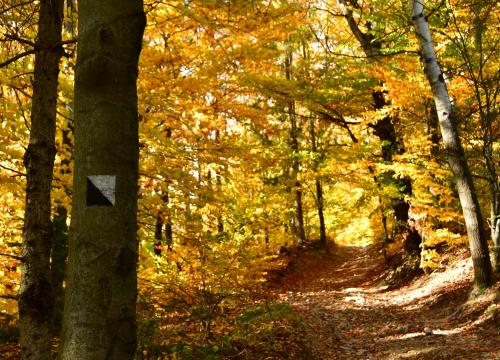 Miejski szlak spacerowy na Jaworzynę 